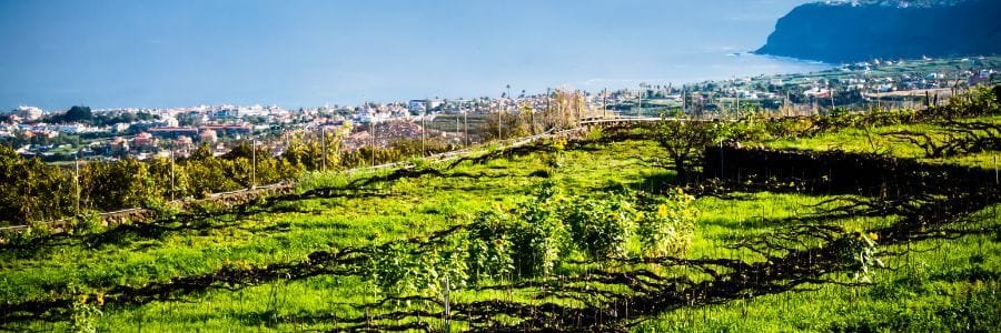 Bodega Finca Marañuela Consejo Regulador de vinos Valle de la Orotava