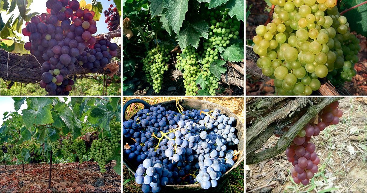 variedades-uvas.jpg