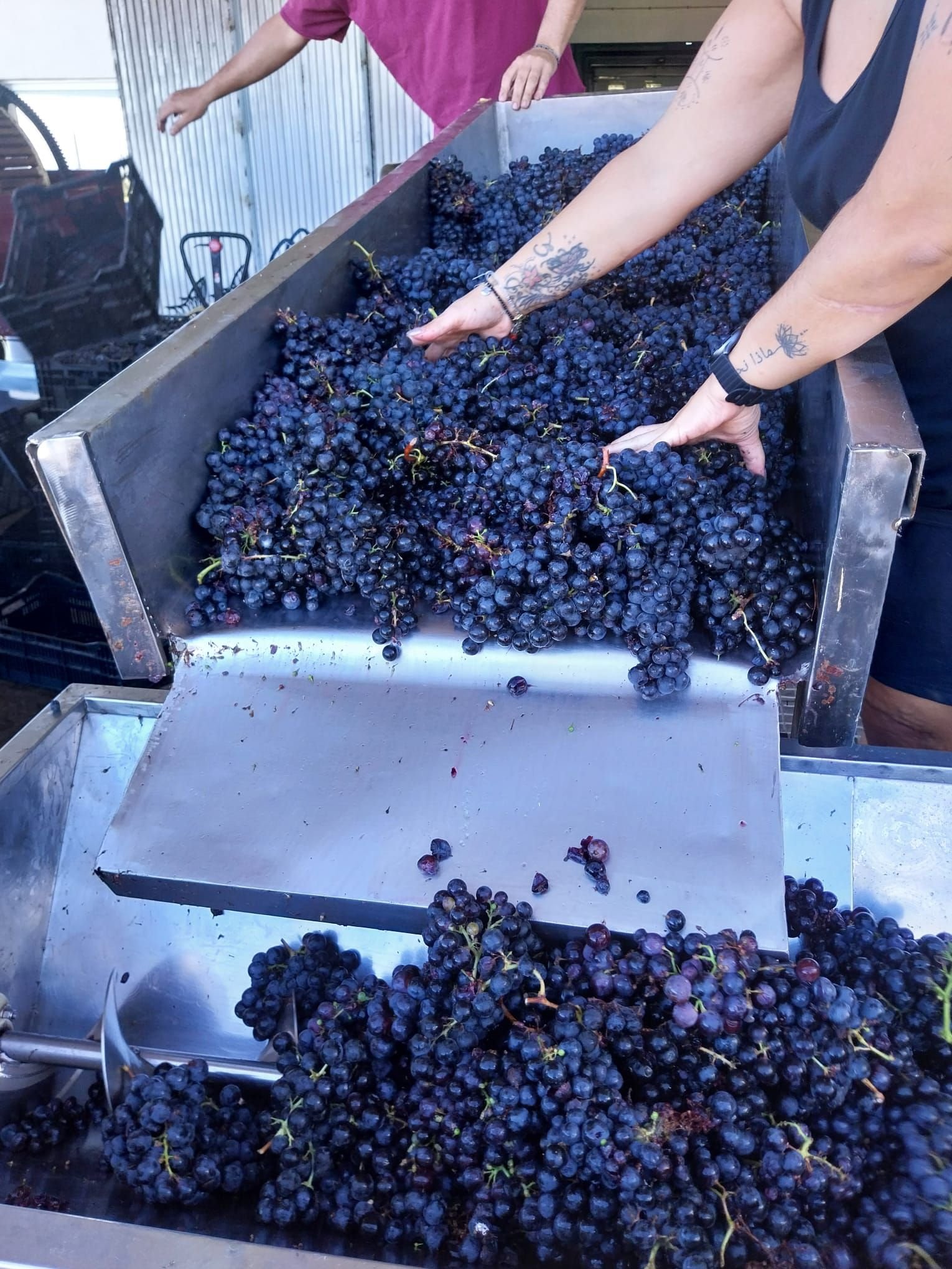 Las Galanas uva tinta