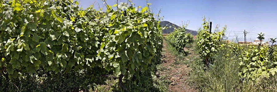 Bodega El Secadero