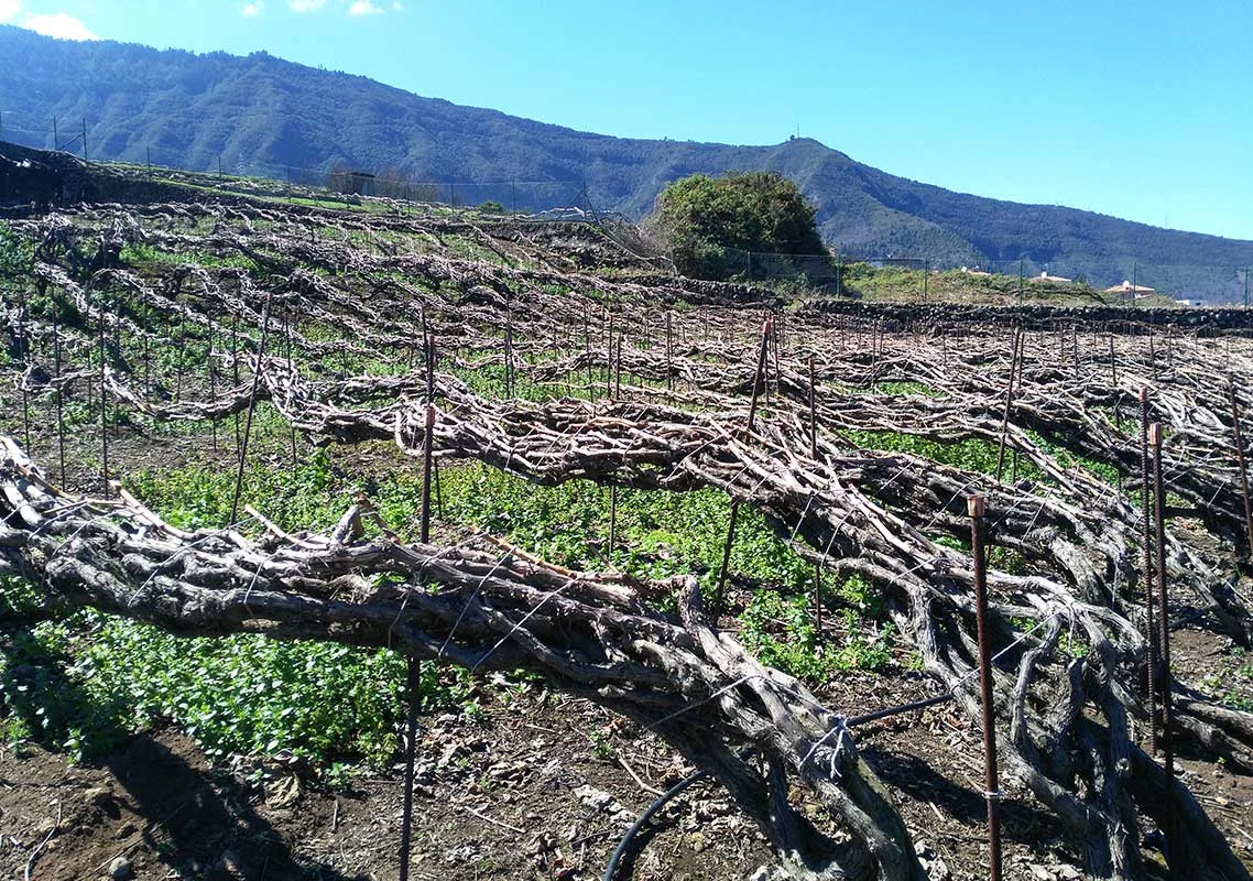 Bodega La Haya La Cruz Santa