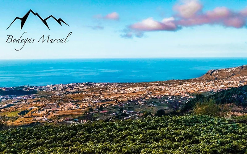 Bodega Murcal