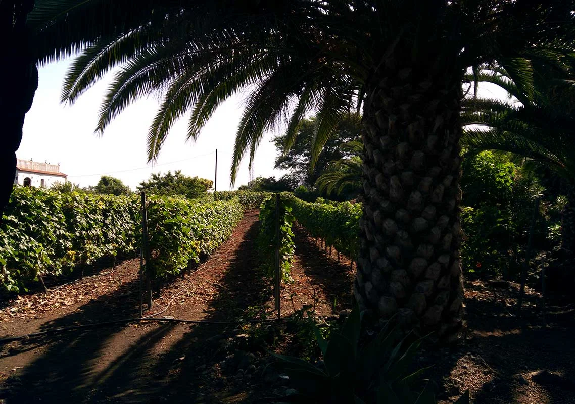 Bodega Volcán de Caramujo