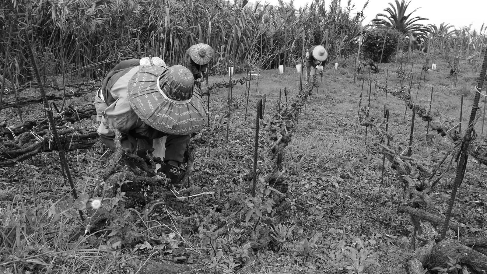 Consejo regulador Orotava