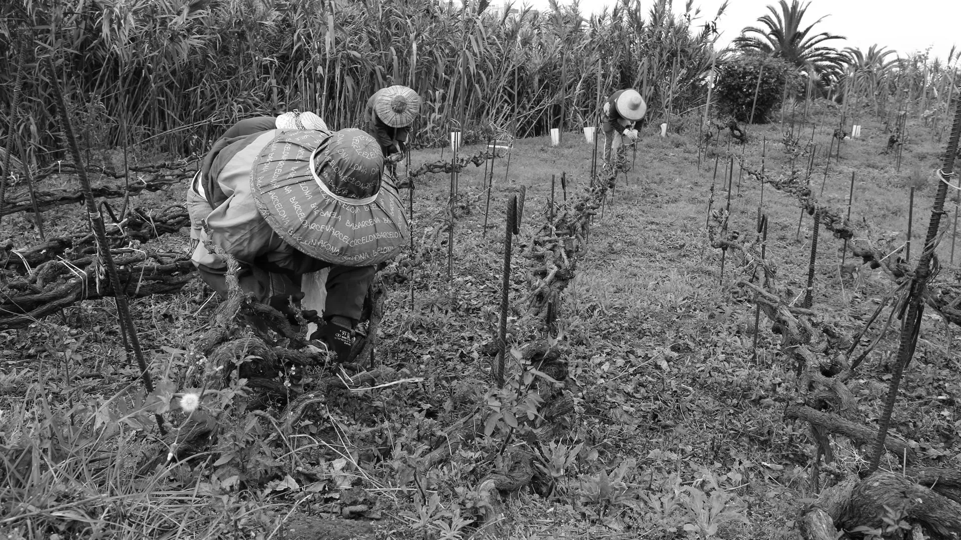 Consejo regulador Orotava