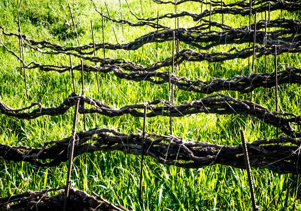 Bodega Finca Marañuela