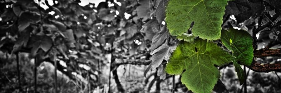 La Denominación de Origen Valle de La Orotava y su Consejo Regulador