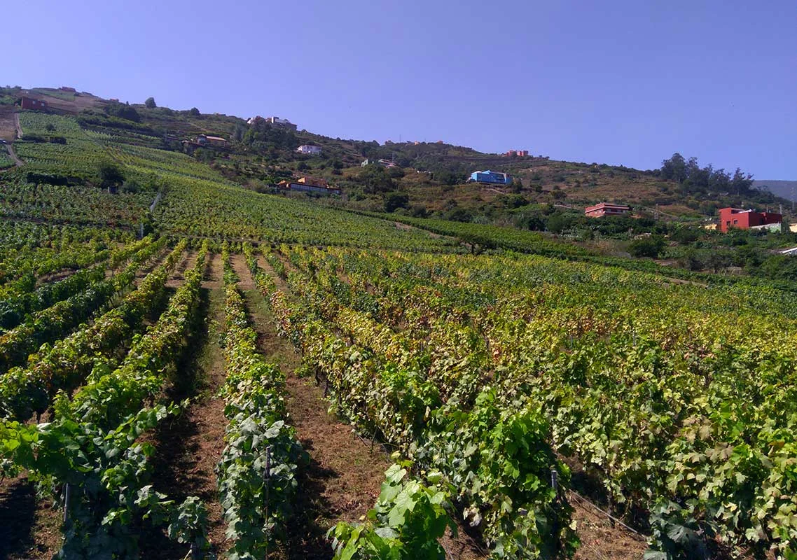 Bodega - Suertes del Marqués