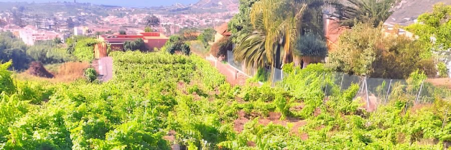 Bodega Salome La Orotava 1