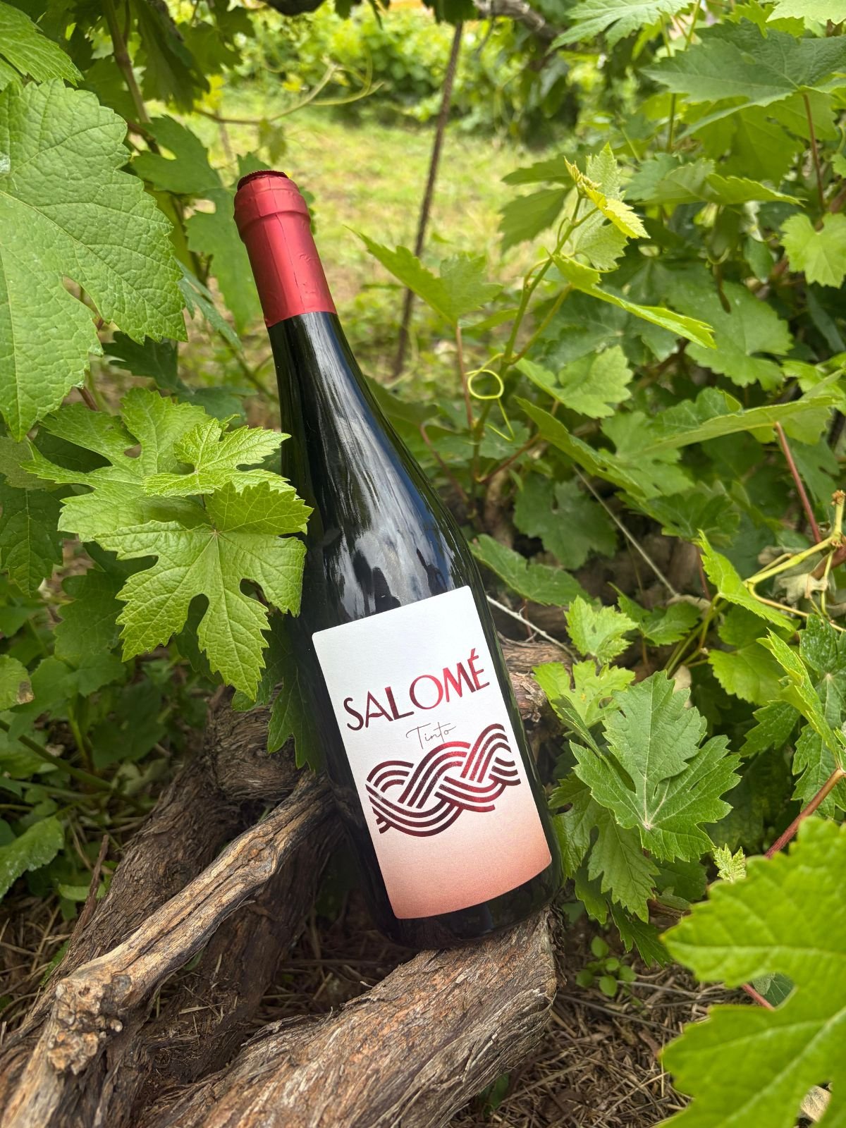 Bodega Salome La Orotava