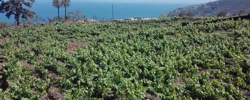 Bodega Illada La Orotava