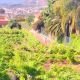 Bodega Salome La Orotava 1
