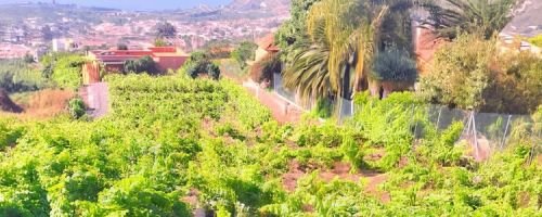 Bodega Salome La Orotava 1