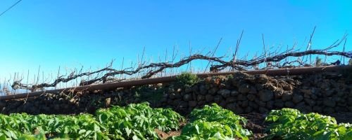 Bodega Macon La Orotava